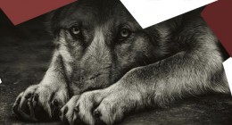 CRFaro_maus_tratos_animais