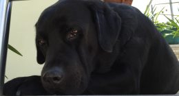 Dog_01