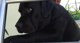 Dog_2