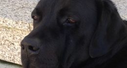 Labrador_3