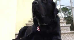 labrador_2